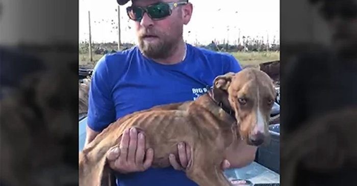 Một tình nguyện viên bế chú chó Miracle sau khi giải cứu từ đống đổ nát hôm 4/10. Ảnh: Big Dog Ranche Rescue.