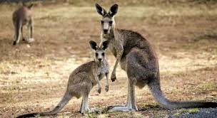 Hàng triệu kangaroo có nguy cơ chết do khô hạn. Ảnh: Vice.