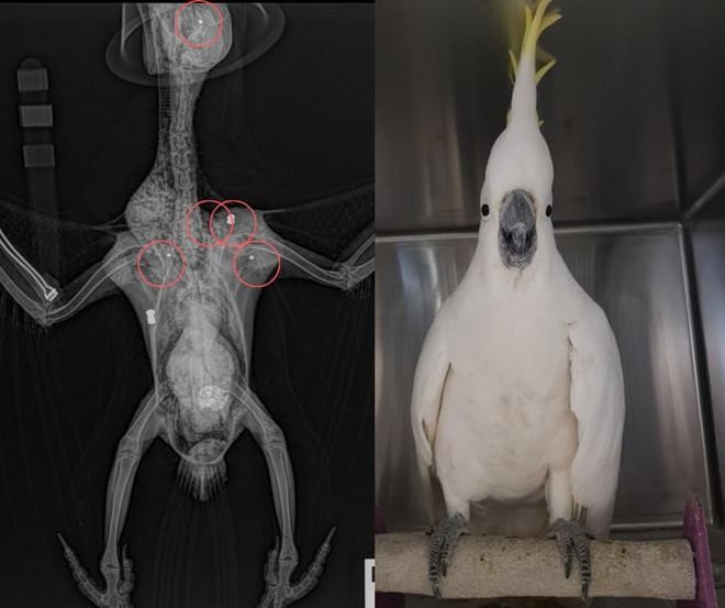 Ảnh chụp X-quang cho thấy năm viên đạn từ hai khẩu súng trường khác nhau (trái) và con vẹt "Ngài Cocky" sau khi được điều trị (phải). Làm hại động vật hoang dã có thể bị phạt tiền lên tới 88.000 USD ở Australia. Ảnh: Bệnh viện thú cảnh Camden.