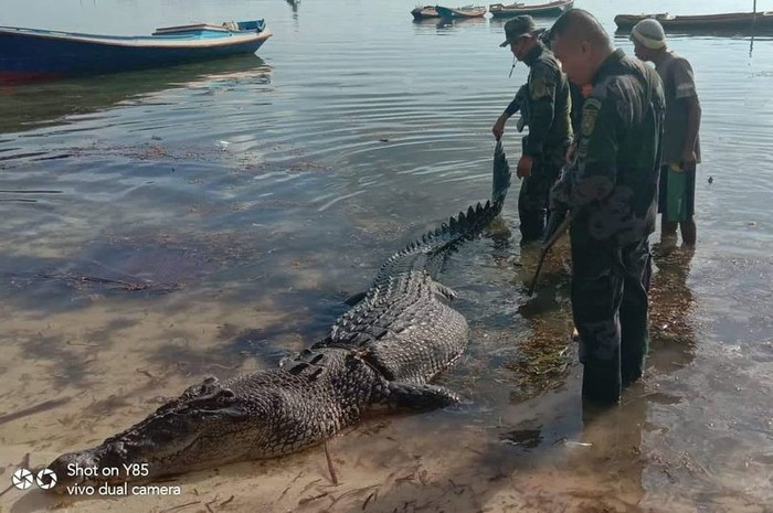 Con cá sấu kéo Junick Husin xuống nước sau khi phá hủy con thuyền của anh.

