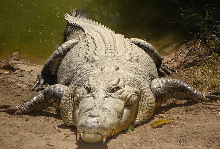 Cá sấu nước mặn.
