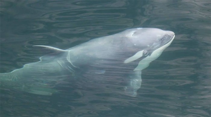 Con cá voi sát thủ màu trắng một tuổi. (Ảnh: CNN).

