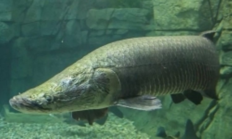 Cá Aparaima có thể dài tới 3 mét. Ảnh: Wikipedia.