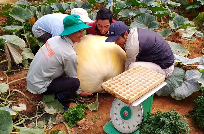 Những quả bí ngô nặng hơn 100kg đang được anh Định cho thu hoạch.