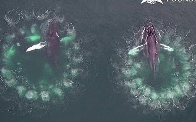 Cá voi "đan lưới" săn mồi: cảnh tượng kỳ vĩ nhất đại dương. 