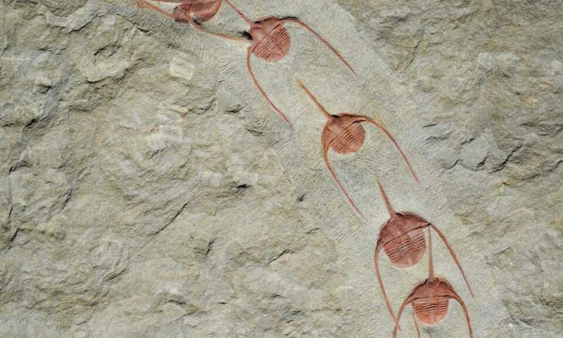 Phát hiện về hóa thạch cho thấy hơn 10 động vật có kích thước cỡ đồng xu đều di chuyển theo cùng một hướng. Ảnh: phys.org.