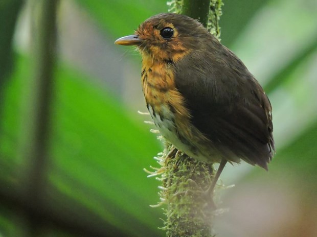 Loài chim mới được phát hiện tại Colombia. (Nguồn: twitter)