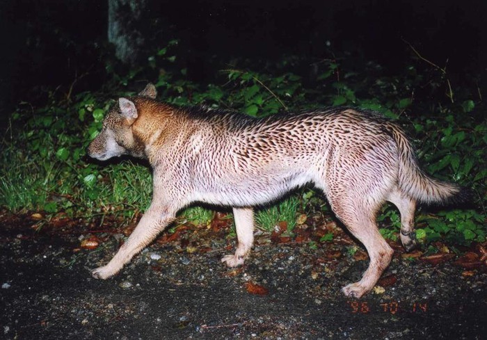 Bức ảnh ông Yagi chụp lại con vật mà mình gặp trong vườn quốc gia vào năm 1996. Ảnh: Horishi Yagi.