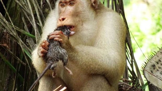 Con khỉ trong ảnh trên thuộc loài khỉ đuôi lợn (pig-tailed macaque) - một trong những loài vật