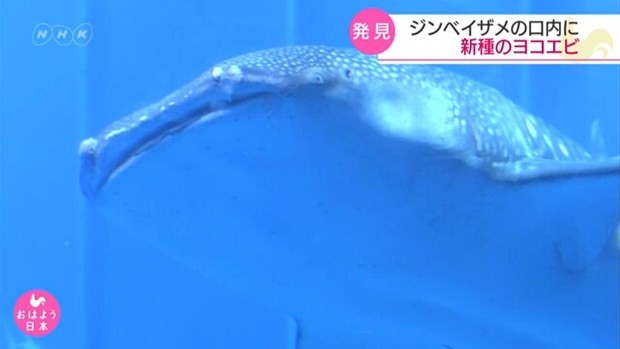 Cá mập voi Nhật Bản "nuôi" hơn 1.000 sinh vật trong khoang miệng. (Nguồn: NHK).