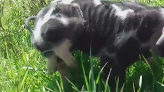 Chú lợn vừa sinh ra đã có sáu chân ở nông trại Uruguay.