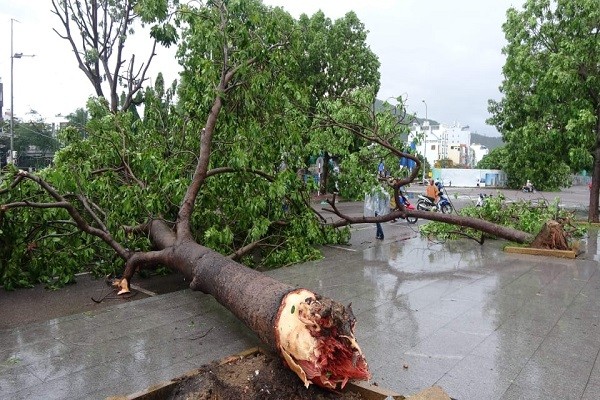 Nhiều cây xanh ở Bình Định bị gió giật đổ