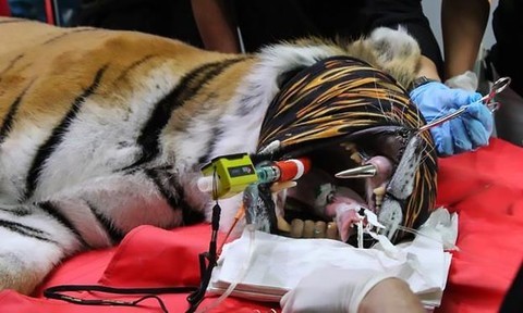 Các chuyên gia phẫu thuật lắp răng bằng vàng cho hổ.