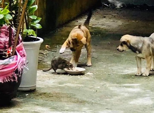 Hai chú chó thay nhau chăm sóc chuột 