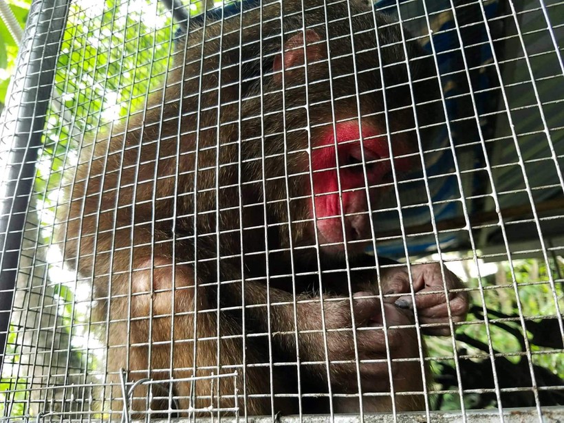 Cá thể khỉ mặt đỏ đã được thả về về rừng phòng hộ Bắc Hải Vân.