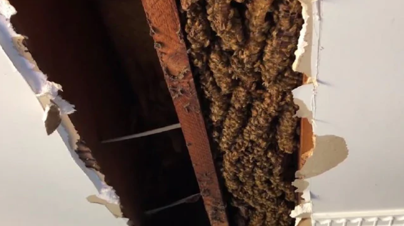 Tổ ong khổng lồ, dài 2 m, nằm giữa những dầm trên trần nhà.