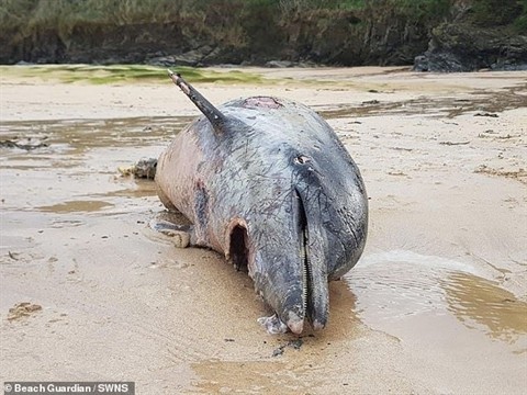 Một xác con cá heo bị dạt vào bờ biển khiến nhiều người chú ý.