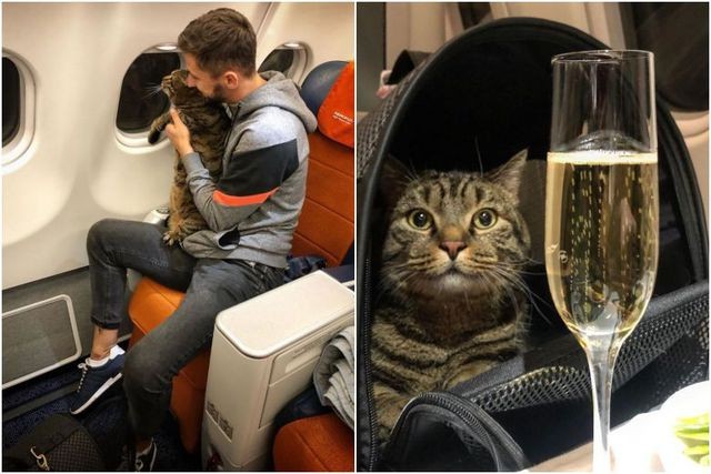 Trên facebook, hành khách Mikhail Galin cho biết chú mèo Viktor của anh ta bị đánh giá là quá béo và bị từ chối vào khoang hành khách cho chuyến bay từ Latvia tới miền đông Vladivostok.
