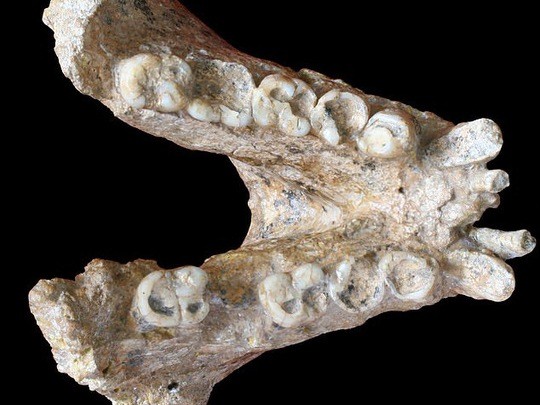 Một phần hàm răng của sinh vật kỳ dị từng được cho là một "loài người" cổ với những chiếc răng khá giống răng người - ảnh: PA.