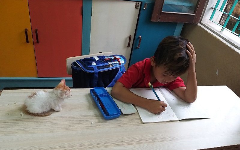Cậu bé Kỳ Phong mang mèo đi học.