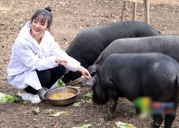 Cô gái xinh đẹp chọn nuôi lợn ở quê đỡ đần kinh tế cho bố mẹ thay vì kiếm việc ở thành phố.