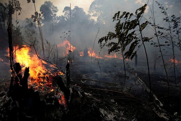 Cháy rừng Amazon (ảnh minh họa).