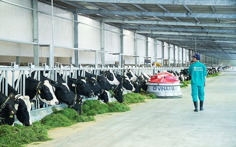 Trang trại bò sữa Vinamilk tại Tây Ninh