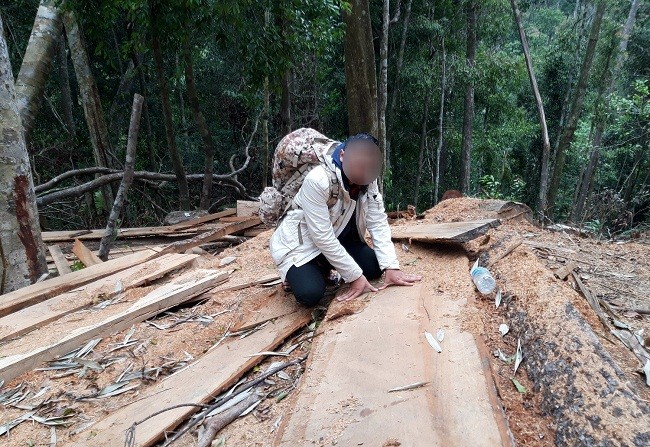 Số gỗ “lâm tặc” ngang nhiên đốn hạ trên rừng. Ảnh: Dung Nguyễn.