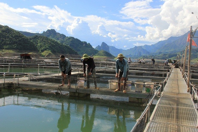 Các lồng cá tầm được nuôi trên lòng hồ thủy điện Sơn La