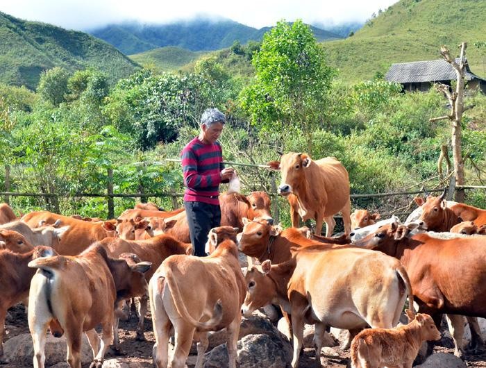 Chăn nuôi đại gia súc là hướng đi mở lối thoát nghèo ở Sín Thầu.