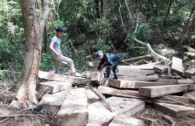 Cơ quan chức năng kiểm tra, kiểm đếm số gỗ bị đốn hạ. Ảnh: Dung Nguyễn.