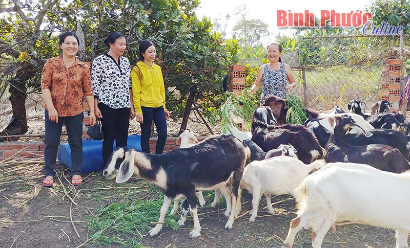 Bà Diệp Thị Nhung ở ấp Cần Dực được Hội LHPN xã Lộc Thành (Lộc Ninh) hỗ trợ vốn nuôi dê đã vươn lên thoát nghèo.

