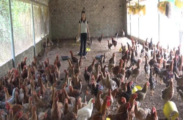 Nhiều chị em phụ nữ vay vốn chăn nuôi gà cải thiện thu nhập.