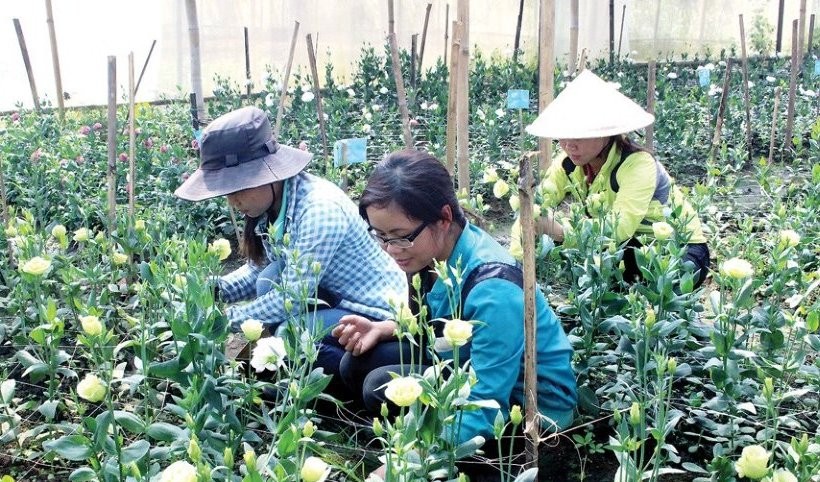 Mô hình trồng hoa trong nhà lưới tại Đăk Nông mang lại hiệu quả kinh tế cao.

