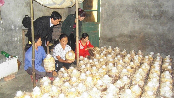 Học nghề trồng nấm nhiều phụ nữ có thu nhập ổn định, cải thiện đời sống.