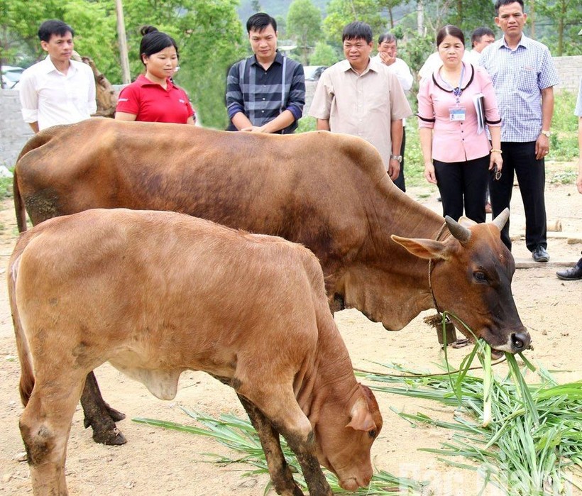 Chị Trần Thị Viết, bản Cây Vối, xã Đồng Tiến, huyện Yên Thế (thứ hai từ trái sang) thoát nghèo nhờ được hỗ trợ từ dự án nuôi bò.

