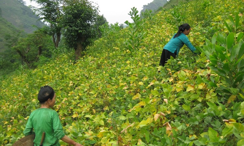 Mô hình trồng cây đậu tương đang giúp người dân xã Cổ Linh, huyện Pác Nặm giảm nghèo hiệu quả.