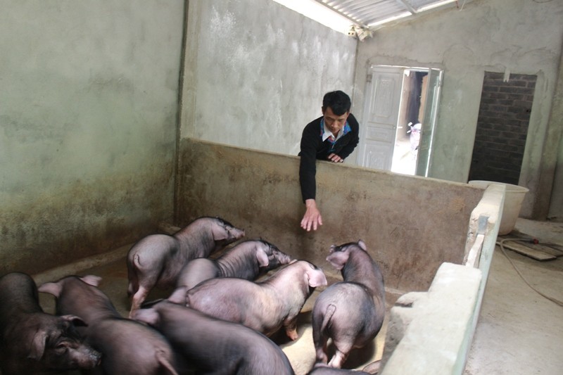Anh Ly Văn Bình phát triển kinh tế từ mô hình nuôi lợn đen địa phương.