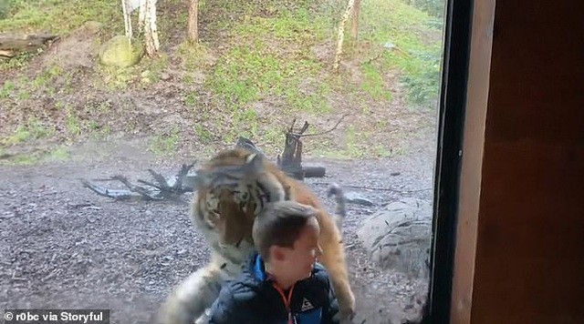 Cậu bé sợ hãi sau màn vồ hụt của con hổ.