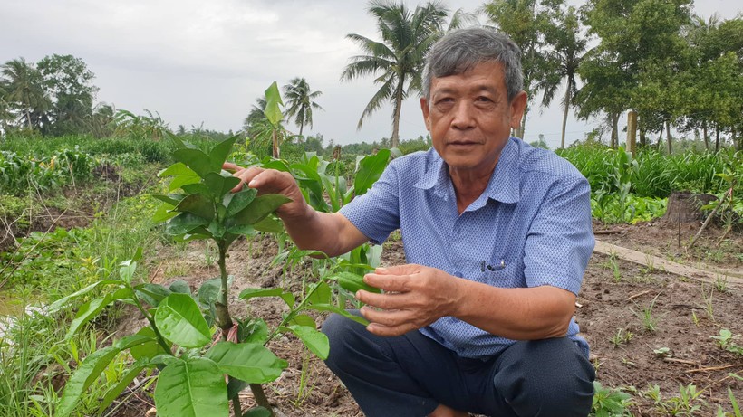 Ông Dương Văn Tạo kiểm tra vườn bưởi mới trồng