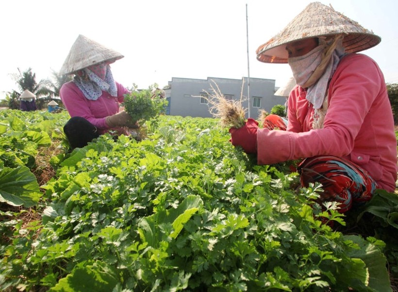 Từ nguồn vốn hỗ trợ phát triển sản xuất, chị Thạch Sà Rươl ấp Tâm Kiên (xã Đại Tâm) thực hiện mô hình trồng hẹ chuyên canh cho thu nhập ổn định và đã thoát nghèo.

