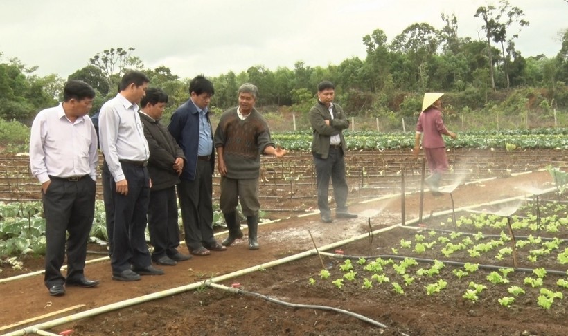 Ông Trần Châu, Phó Chủ tịch UBND tỉnh Bình Định (thứ 2 từ trái sang) thăm mô hình rau sạch trong vùng đồng bào DTTS tại xã Vĩnh Sơn, huyện Vĩnh Thạnh.