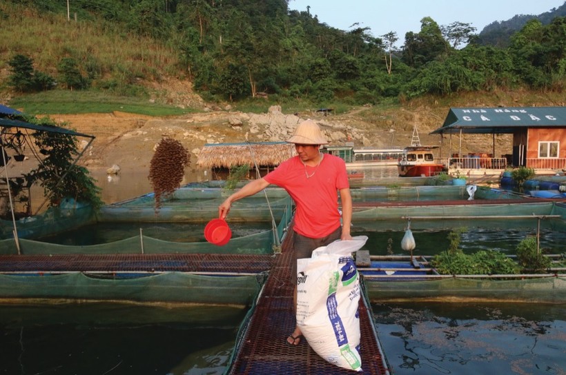 Anh Trương Tuấn Minh chăm sóc cá lăng đen.