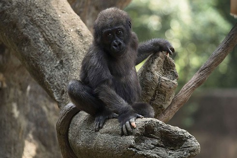 Con gorilla Anaka có những ngón tay giống hệt con người.