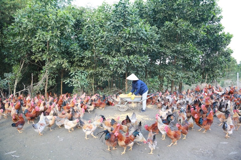 Mô hình nuôi gà của gia đình ông Khoảng Văn Né.

​