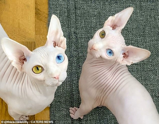 Cặp mèo với 2 màu mắt khác nhau gây bão mạng xã hội