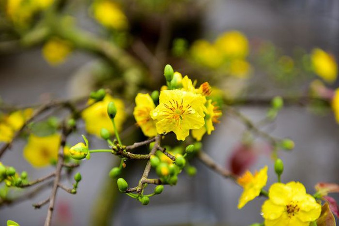 7 loại cây hoa hợp phong thủy không thể thiếu trưng bày trong nhà ngày Tết