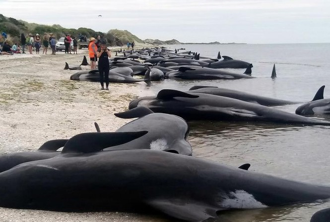 Giải mã bí ẩn hiện tượng kinh hoàng loài cá voi “tự sát” tập thể
