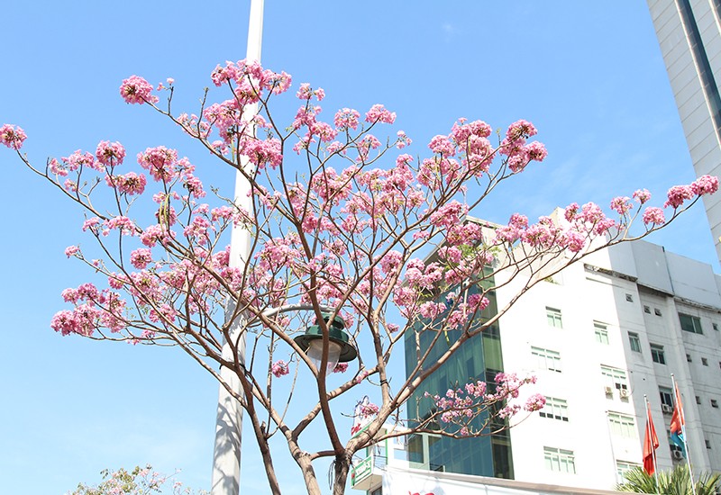 Hoa kèn hồng rực rỡ khoe sắc nhiều tuyến phố tại TP.HCM