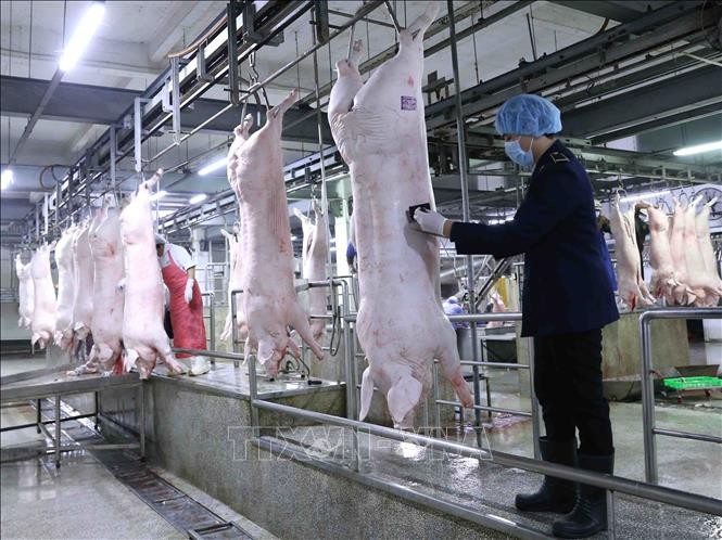 Đề nghị các doanh nghiệp chăn nuôi giảm giá lợn xuống dưới 75.000 đồng/kg